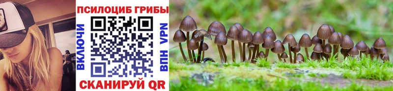 где продают наркотики  Красный Холм  Галлюциногенные грибы Psilocybe 